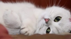 4 Znamení, že vaše kočka je potěšena životem